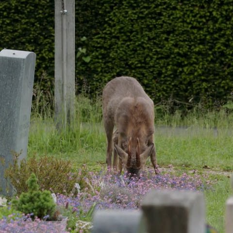 Die 60 Rehe auf dem größten Friedhof in der Schweiz "Hörnli" sollen umgesiedelt werden. (Foto: SRF / Detlev Munz)