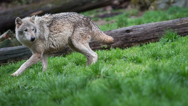 Ein Wolf streift durch einen Wald. (Foto: dpa Bildfunk, Sebastian Gollnow)
