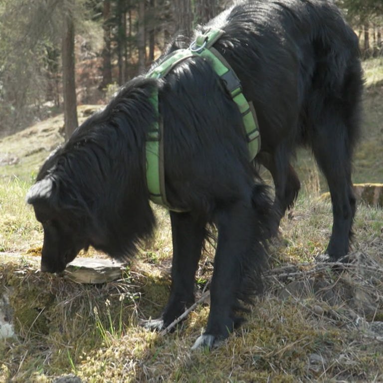 Hund wird trainiert, um die Duftstoffe des Borkenkäfers zu finden (Foto: SWR, Schweizer Fernsehen)