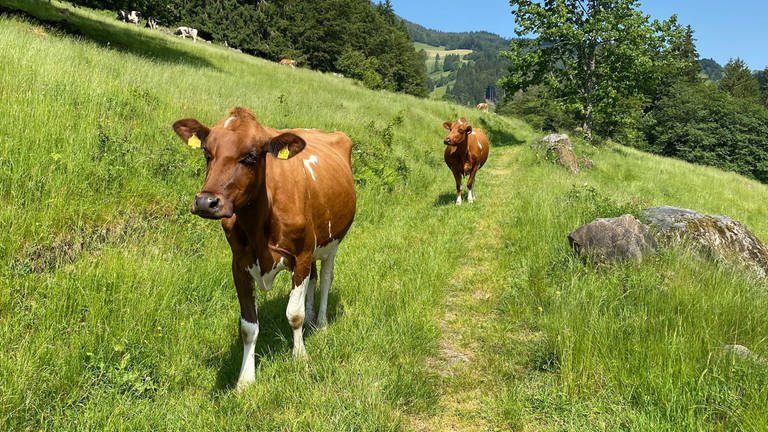 Auf einer grünen Weide in Utzenfeld im Kreis Lörrach stehen zwei Kühe. Die Kühe sind braun. Im Vordergrund steht eine Kuh, ein paar Meter hinter ihr eine zweite Kuh. Zum Glück geht es ihnen gut, denn im Kreis Lörrach gibt es derzeit nur zwei Tierärzte. (Foto: SWR, Katharina Seeburger)
