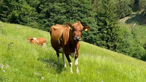 Auf einer grünen Wiese steht eine braune Kuh. Sie ist von vorne fotograftiert und blickt fragend in die Kamera.  (Foto: SWR, Katharina Seeburger)