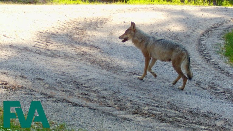Bild aus Fotofalle bestätigt: Wolfsnachwuchs im Schwarzwald  (Foto: Forstliche Versuchs- und Forschungsanstalt Freiburg)