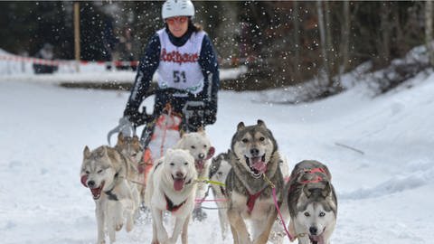 Die Organisatoren des Internationalen Schlittenhunderennens in Todtmoos im Schwarzwald hoffen, dass der Wettbewerb dieses Jahr stattfinden kann. (Foto: dpa Bildfunk, picture alliance / dpa | Winfried Rothermel)