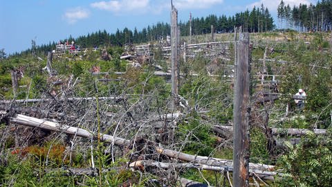 Tote Bäume im Schwarzwald (Foto: IMAGO, IMAGO / blickwinkel)