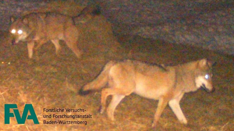 Fotofallenbild von Wolf und Wölfin nahe des Schluchsees im Schwarzwald (Foto: FVA)