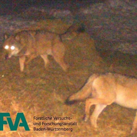 Fotofallenbild von Wolf und Wölfin nahe des Schluchsees im Schwarzwald (Foto: FVA)