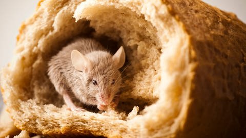 Eine Maus, die in einem Brot sitzt.  (Foto: IMAGO, YAY Images)