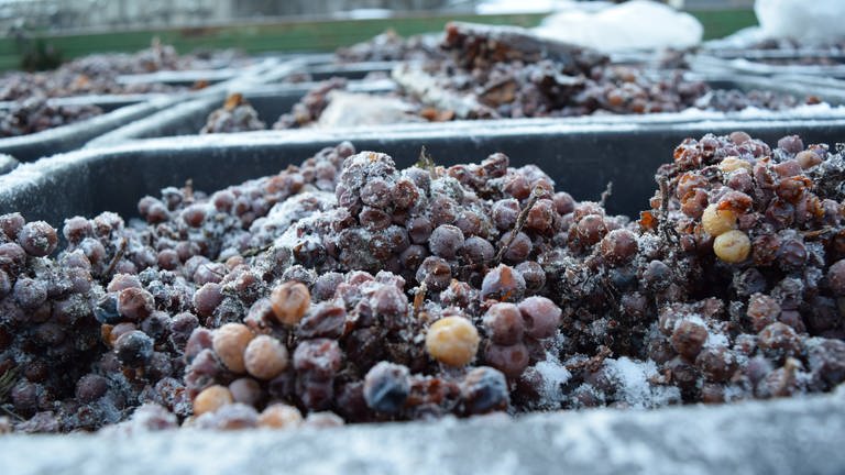 Eingefrorene Trauben nach der Eisweinlese in den Behältern. (Foto: Durbacher Winzer eG)
