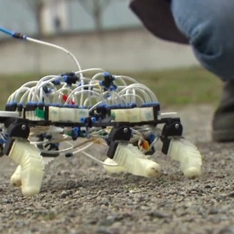 Ein Roboter, der nie kaputt geht - Forscher haben Prototyp entwickelt  (Foto: SWR, Malcolm Bijker)