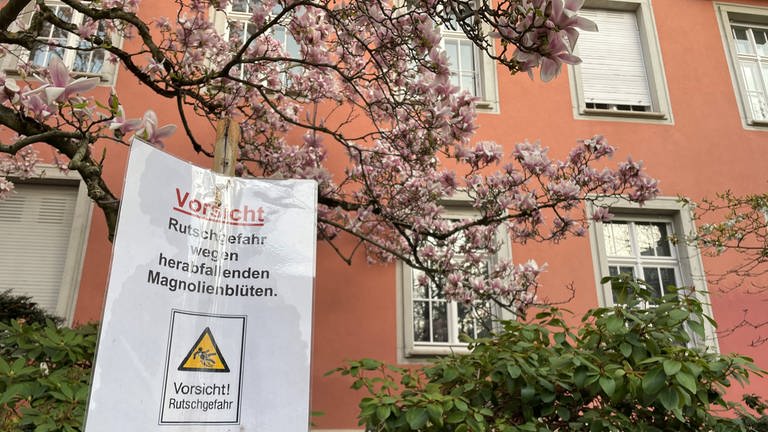 Ein Schild vor einem Magnolienbaum, Aufschrift: Vorsicht Rutschgefahr wegen Magnolienblüten (Foto: SWR, Charlotte Schönberger)