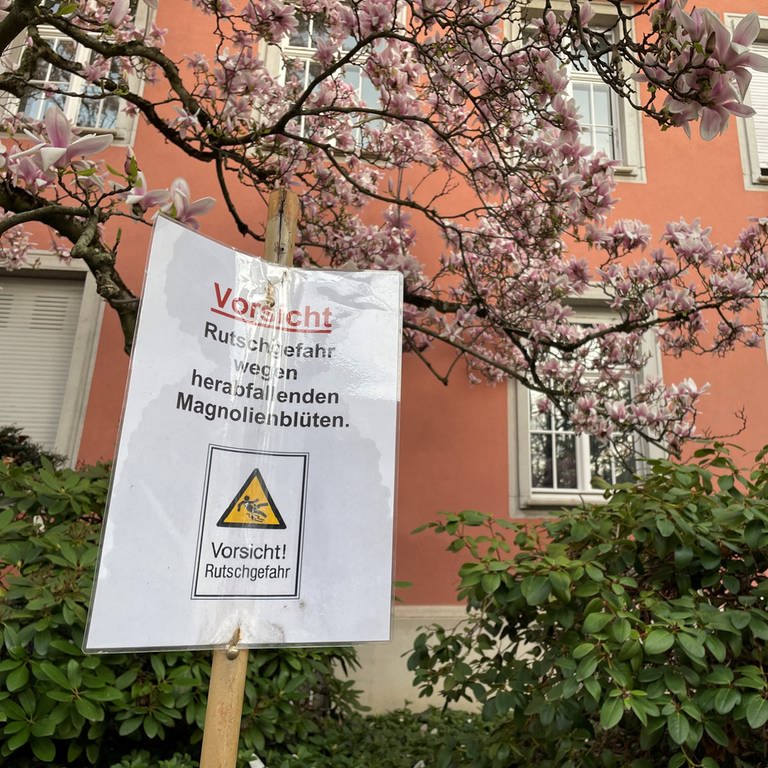 Ein Schild vor einem Magnolienbaum, Aufschrift: Vorsicht Rutschgefahr wegen Magnolienblüten (Foto: SWR, Charlotte Schönberger)