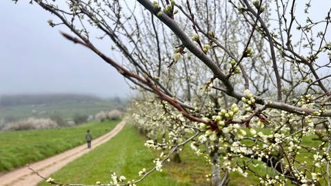 Frau spaziert an einem Wanderweg mit Kirschblüten