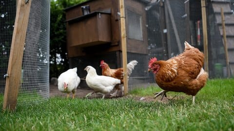 Hühner im Garten (Foto: dpa Bildfunk, Britta Pedersen)