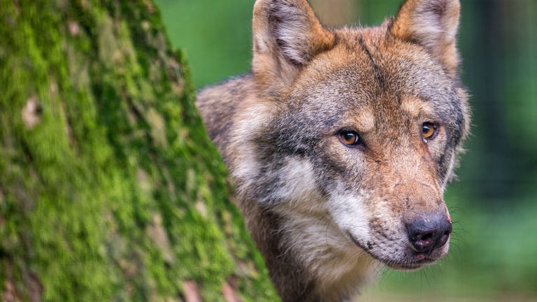 Das Land Baden-Württemberg bezahlt spezielle Wolfszäune, um Schafe, Ziegen und Rinder zu schützen. Die Frage ist, ob sich ein Wolf davon abhalten lässt.