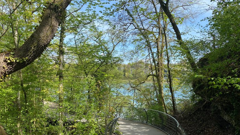 Ein geschwungener Weg führt über den Dürrenbach. Im Hintergrund blitzt der Rhein auf. Der Vordergrund ist erfüllt von hellgrünen Blättern der Bäume. (Foto: SWR, Katharina Seeburger)