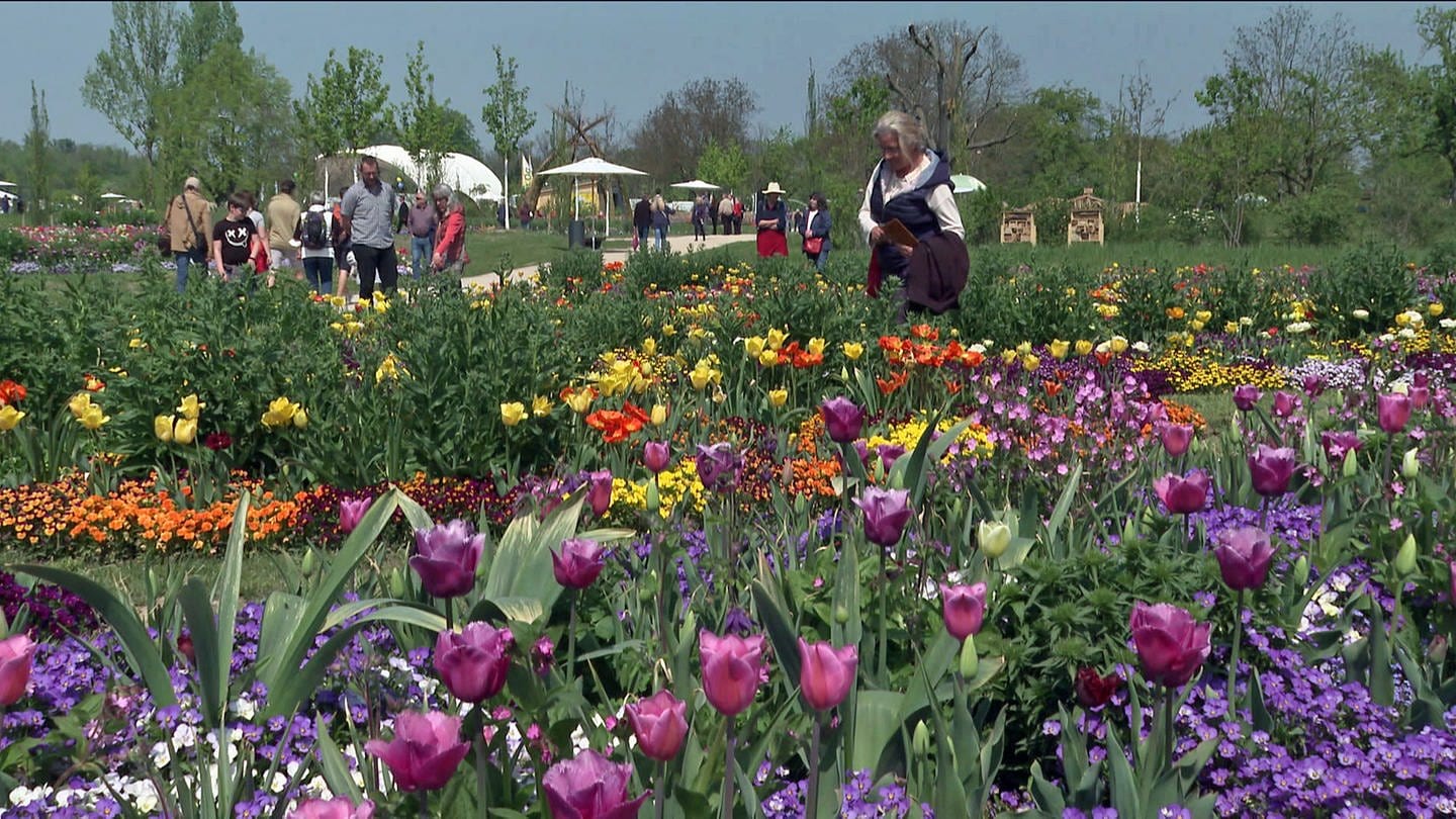 Tulpen und andere Blumen auf der Landesgartenschau 2022 in Neuenburg am Rhein (Foto: SWR)
