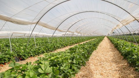 Der Anbau von Erdbeeren unter diesen Tunneln lässt die Früchte besser wachsen und führt zu einem größeren Ertrag, so der VSSE. (Foto: VSSE/Christoph Goeckel)