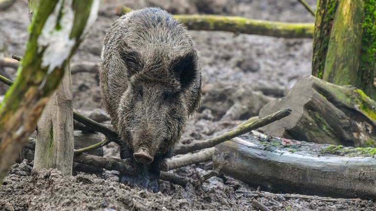 Afrikanische Schweinepest: Die Suche nach toten Wildschweinen bei Forchheim blieb ergebnislos (Foto: dpa Bildfunk, picture alliance / Patrick Pleul/dpa-Zentralbild/dpa | Patrick Pleul)