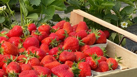 Die Erdbeerernte in Südbaden ist in diesem Jahr sehr hoch: Schon nach drei Wochen hätten sie die Menge der gesamten Saison 2021 geerntet, berichtet Lorenz Boll, Geschäftsführer des Obst- und Gemüsevertrieb Südbaden GmbH.