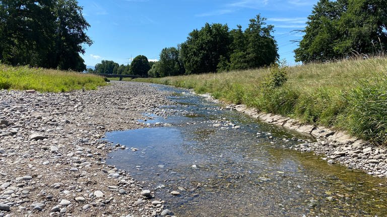 Der Fluss Dreisam führt kaum noch Wasser. (Foto: SWR, Jasmin Bergmann)