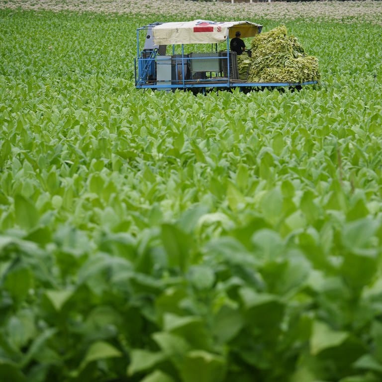 Ein Tabakfeld, im Hintergrund ist eine Erntemaschine zu sehen. (Foto: dpa Bildfunk, Patrick Seeger)