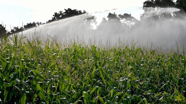 Eine Bewässerungsanalge auf einem Maisfeld (Foto: dpa Bildfunk, Picture Alliance)