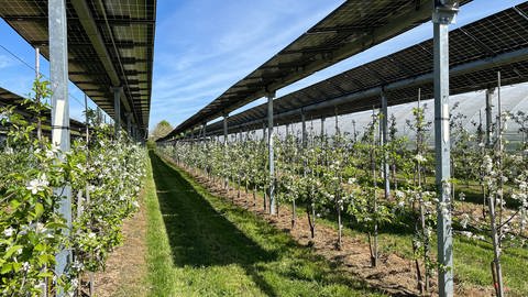 Solarmodule über einer Apfelplantage (Foto: SWR, Paulina Flad)