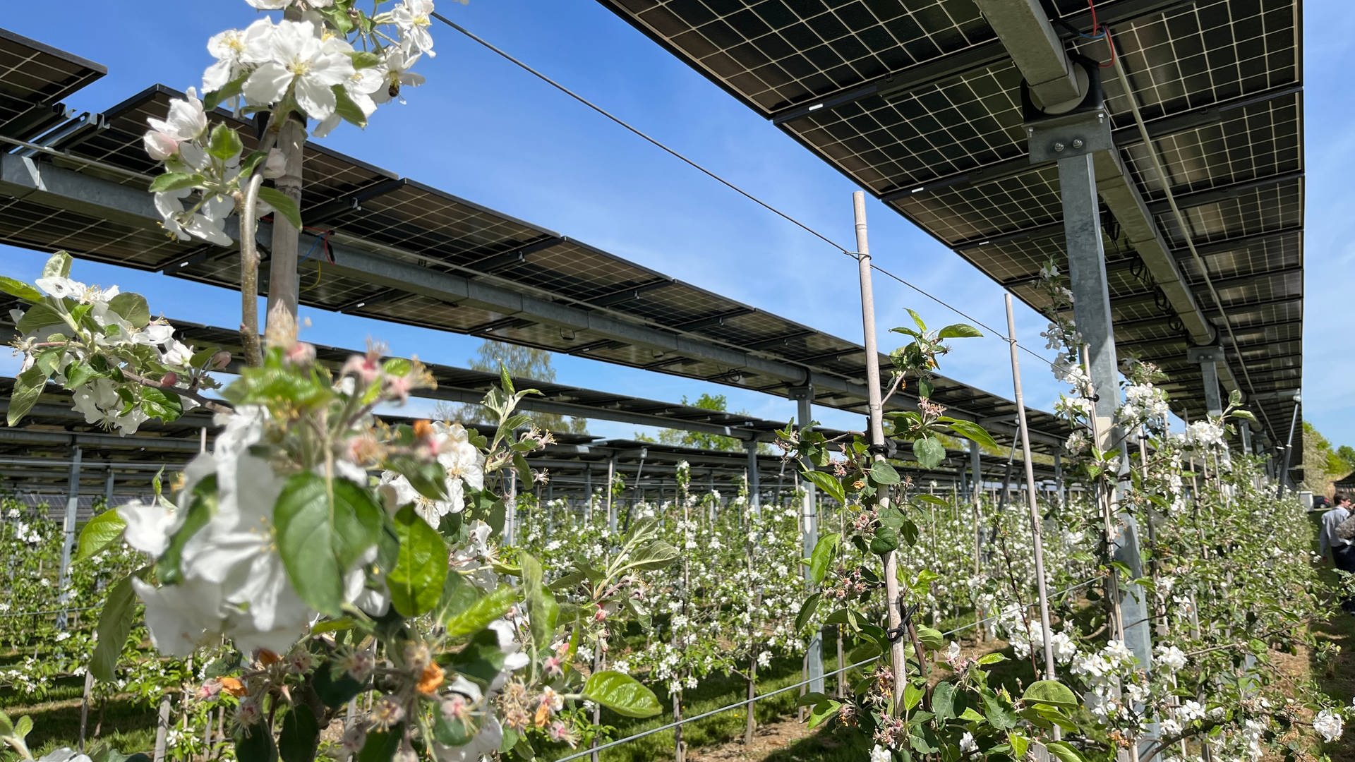 Solar-Module, die sich an den Bedürfnissen der Pflanze ausrichten: Erste positive Erkenntnisse
