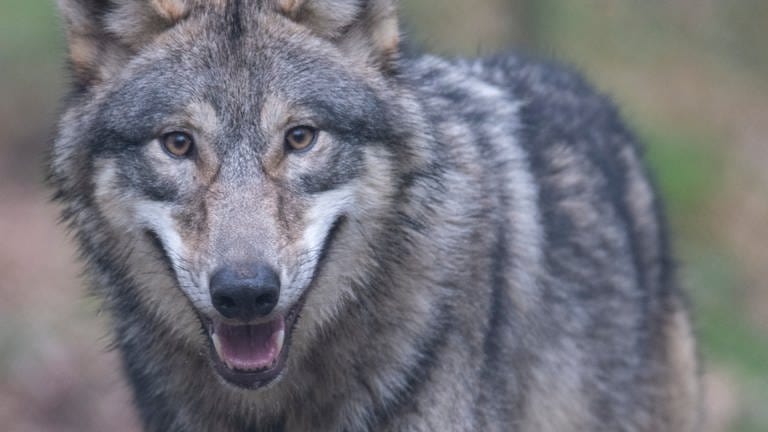 Ein Wolf im Wald (Symbolbild) (Foto: dpa Bildfunk, Boris Roessler)