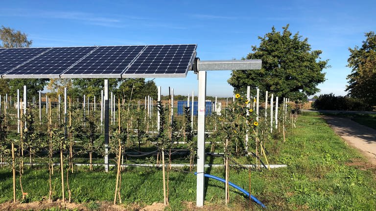 Eine Sensor-gesteuerte Agri-Photovoltaikanlage soll bald in Oberkirch im Testbetrieb laufen. (Foto: SWR)