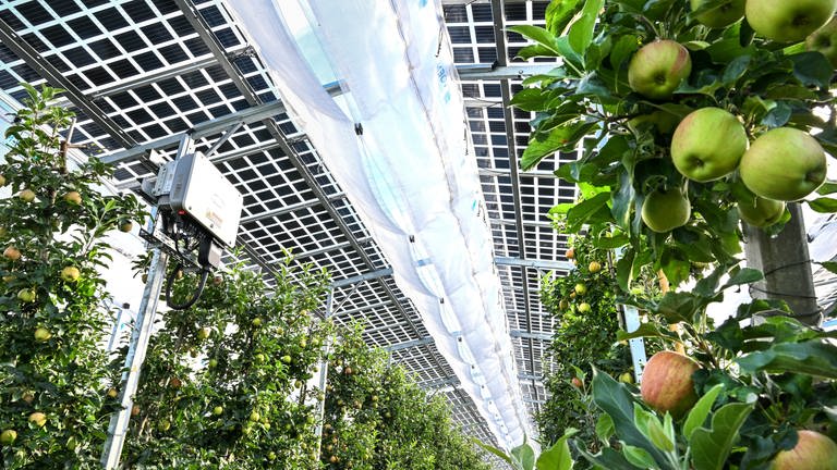 Äpfel unter Photovoltaik-Platten: Wie gut sie wachsen wird jetzt in Baden-Württemberg getestet. (Foto: dpa Bildfunk, Picture Alliance)