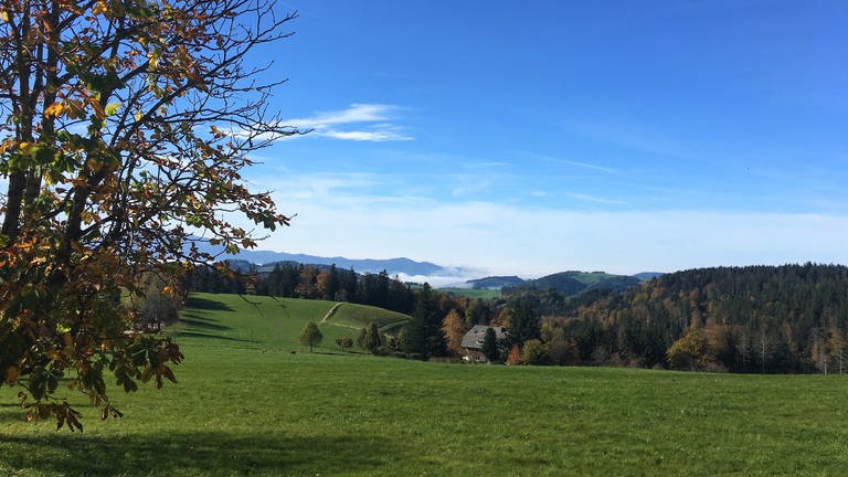 Der Hochschwarzwald im Herbst. (Foto: SWR, Gabi Krings)
