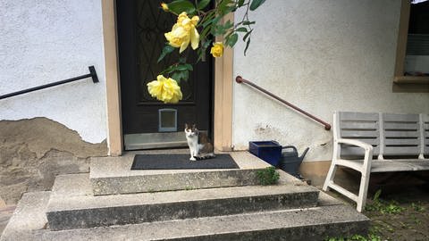 Freilaufende Katze vor Bauernhaus in Bollschweil: Für sie besteht künftig eine Kastrationspflicht.