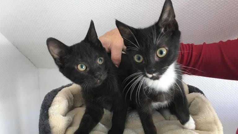 Diese beiden Katzenbabys hat der Verein "Tiere in Not" völlig unterernährt und krank in Bollschweil gefunden.