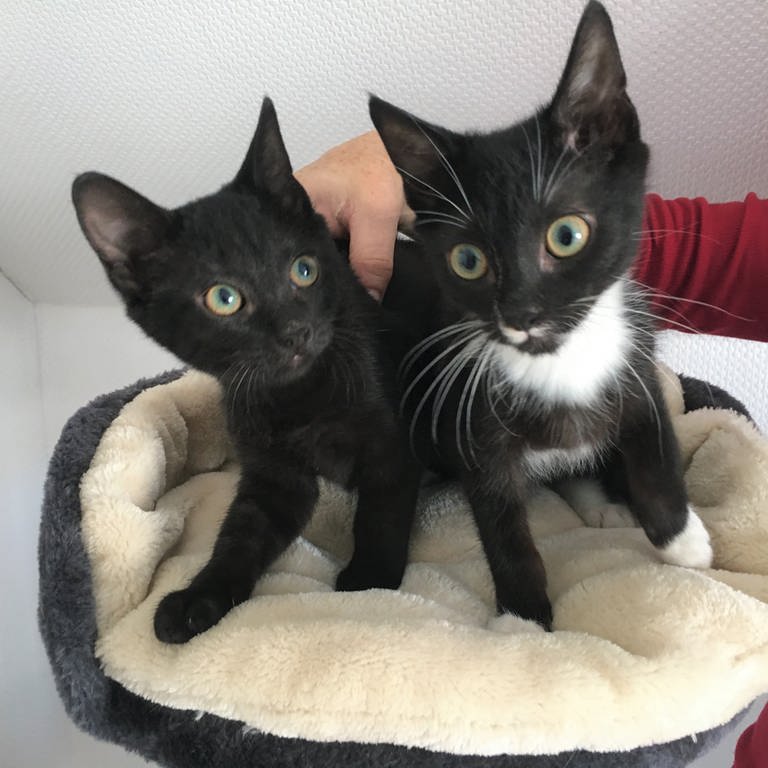 Diese beiden Katzenbabys hat der Verein "Tiere in Not" völlig unterernährt und krank in Bollschweil gefunden. (Foto: SWR, Gabi Krings)