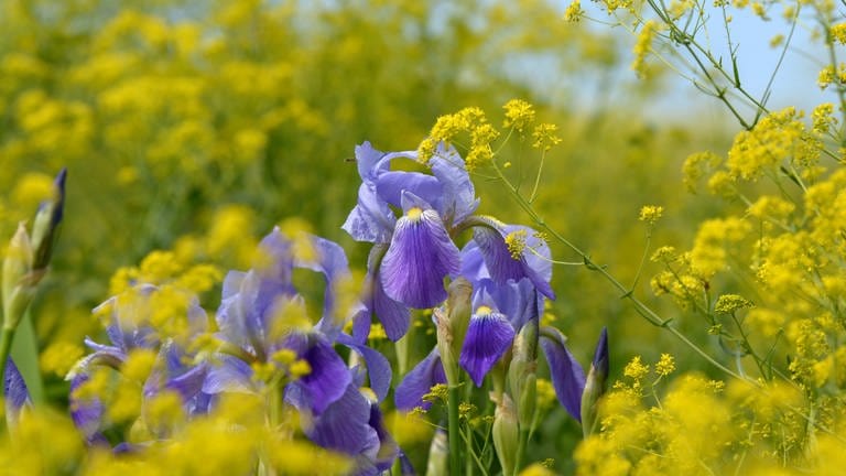 Die blauvioletten Schwertlilien im reizvollen Kontrast zu den intensiv gelben Blüten des Färberwaids.