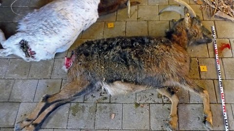 Im Münstertal wurden tote Ziegen gefunden. Ob ein Wolf im Spiel war, wird derzeit untersucht. (Foto: Pressestelle, Forstliche Versuchs- und Forschungsanstalt Freiburg)