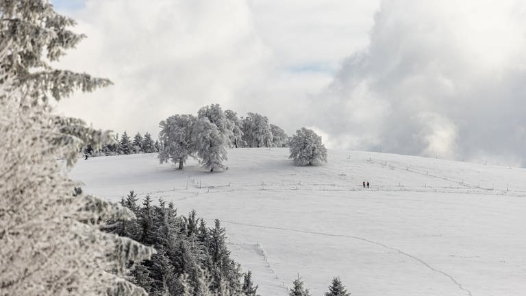 Spaziergänger stehen auf einem verschneiten Hang vor verschneiten Bäumen.  (Foto: dpa Bildfunk, picture alliance/dpa | Philipp von Ditfurth)