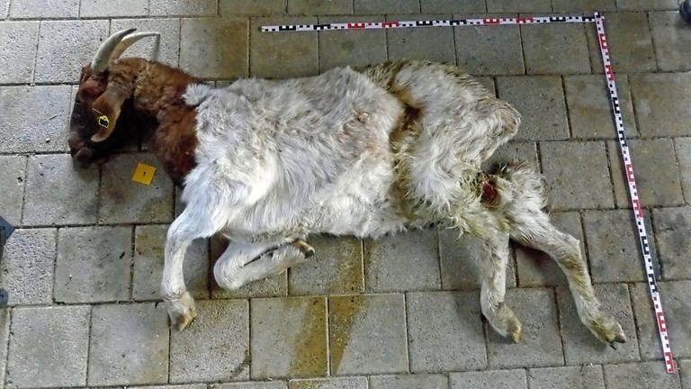 Im Münstertal wurden Anfang Januar tote Ziegen gefunden.  (Foto: Pressestelle, Forstliche Versuchs- und Forschungsanstalt Freiburg)
