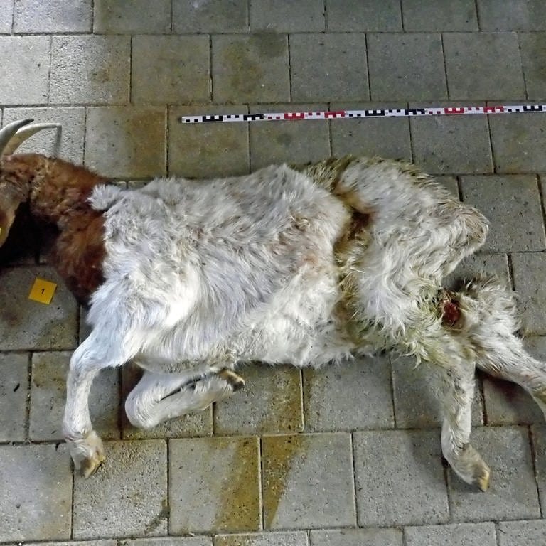 Im Münstertal wurden Anfang Januar tote Ziegen gefunden. 