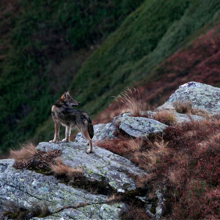 Der weibliche Wolf lebt schon länger in der Schweiz  (Foto: SWR)