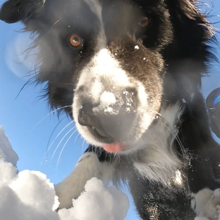 Lawinenhund-Schüler im Schnee