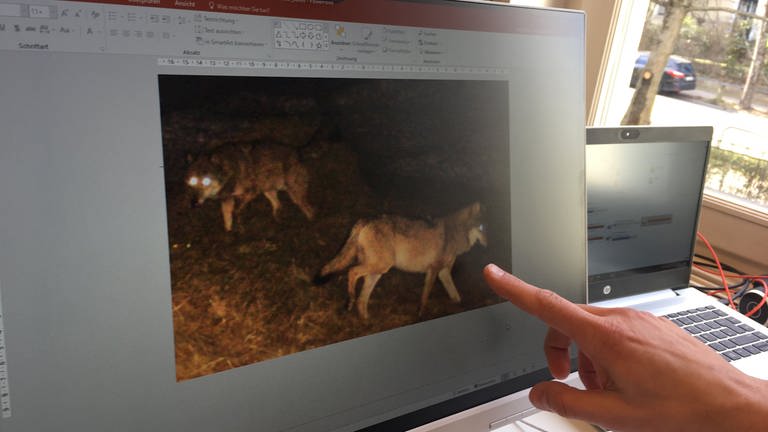 Auf einem Computerbildschirm in der FVA Freiburg ist ein fotografiertes Wolfspaar zu sehen (Foto: SWR)