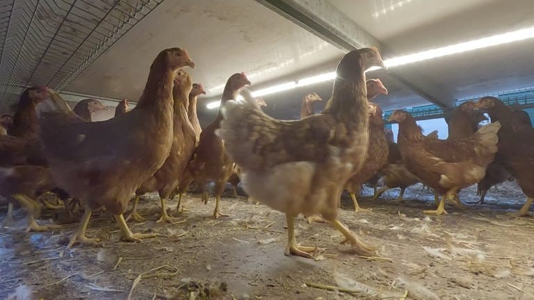 Die Vogelgrippe in Südbaden breitet sich aus. Für die Hühner von Landwirt Jonas Kaufmann in Efringen-Kirchen bedeutet das Stallpflicht.