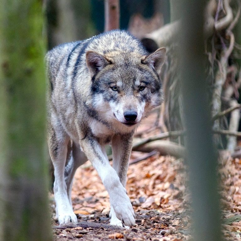 Ein Wolf ist von vorne zusehen.  (Foto: picture-alliance / Reportdienste, picture alliance/dpa/dpa-Zentralbild | Klaus-Dietmar Gabbert)