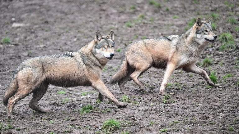 Zwei Wölfe laufen auf schlammigem Boden.