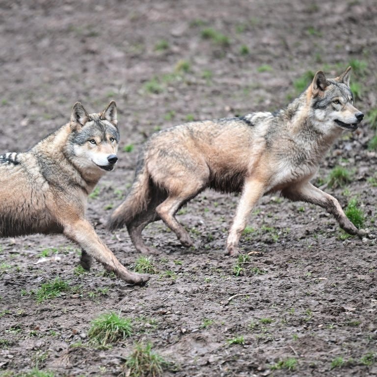 Zwei Wölfe laufen auf schlammigem Boden.