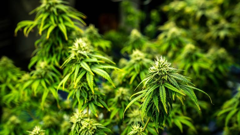 Cannabis-Pläne der Bundesregierung lösen im Südwesten Sorgen aus.