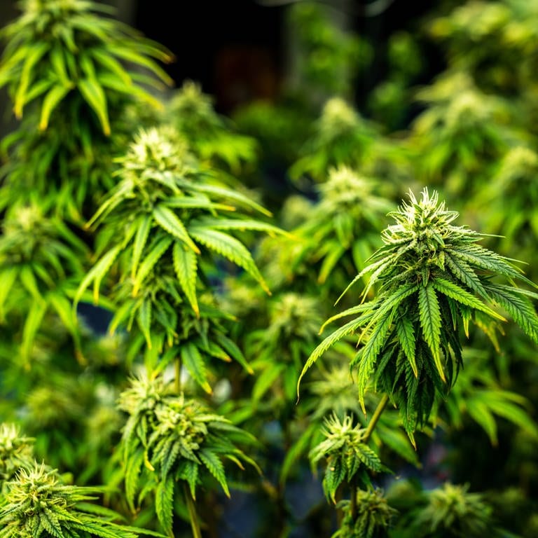 Cannabis-Pläne der Bundesregierung lösen im Südwesten Sorgen aus. (Foto: IMAGO, ingimage)