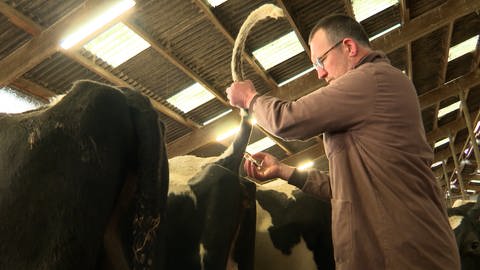 Im Kuhstall versorgt ein Tierarzt die Kühe. Um ihn herum Heu und die Besitzer. (Foto: SWR)